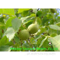 Słodka najwyższa jakość ziaren Yunnan Walnut